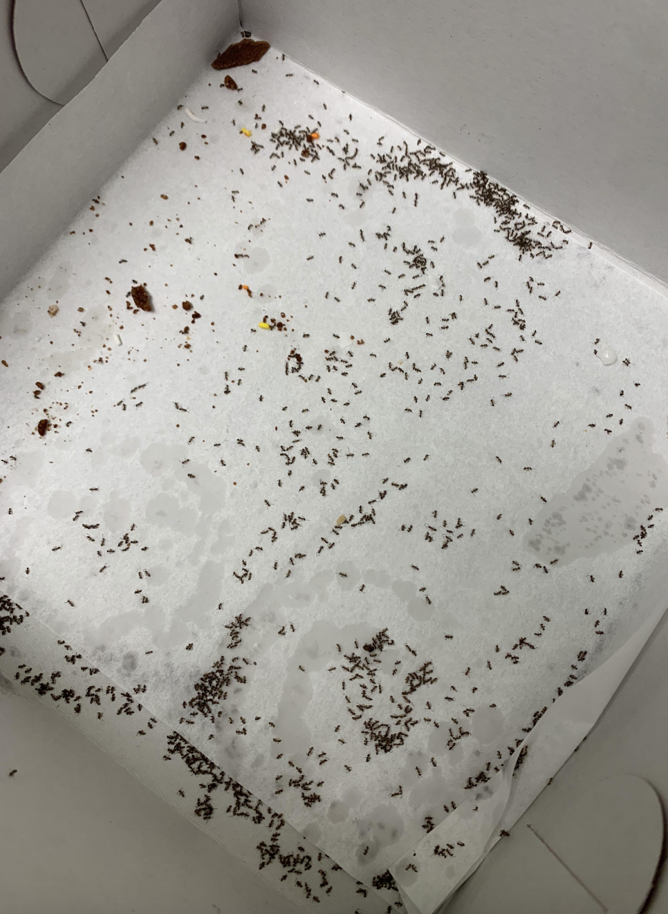 Ants on top of donut box