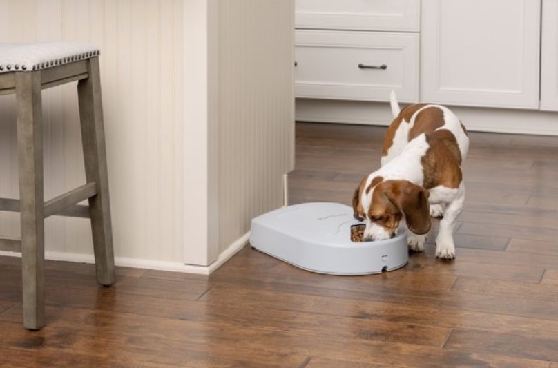 A medium-sized brown and white dog eating out of the feeder