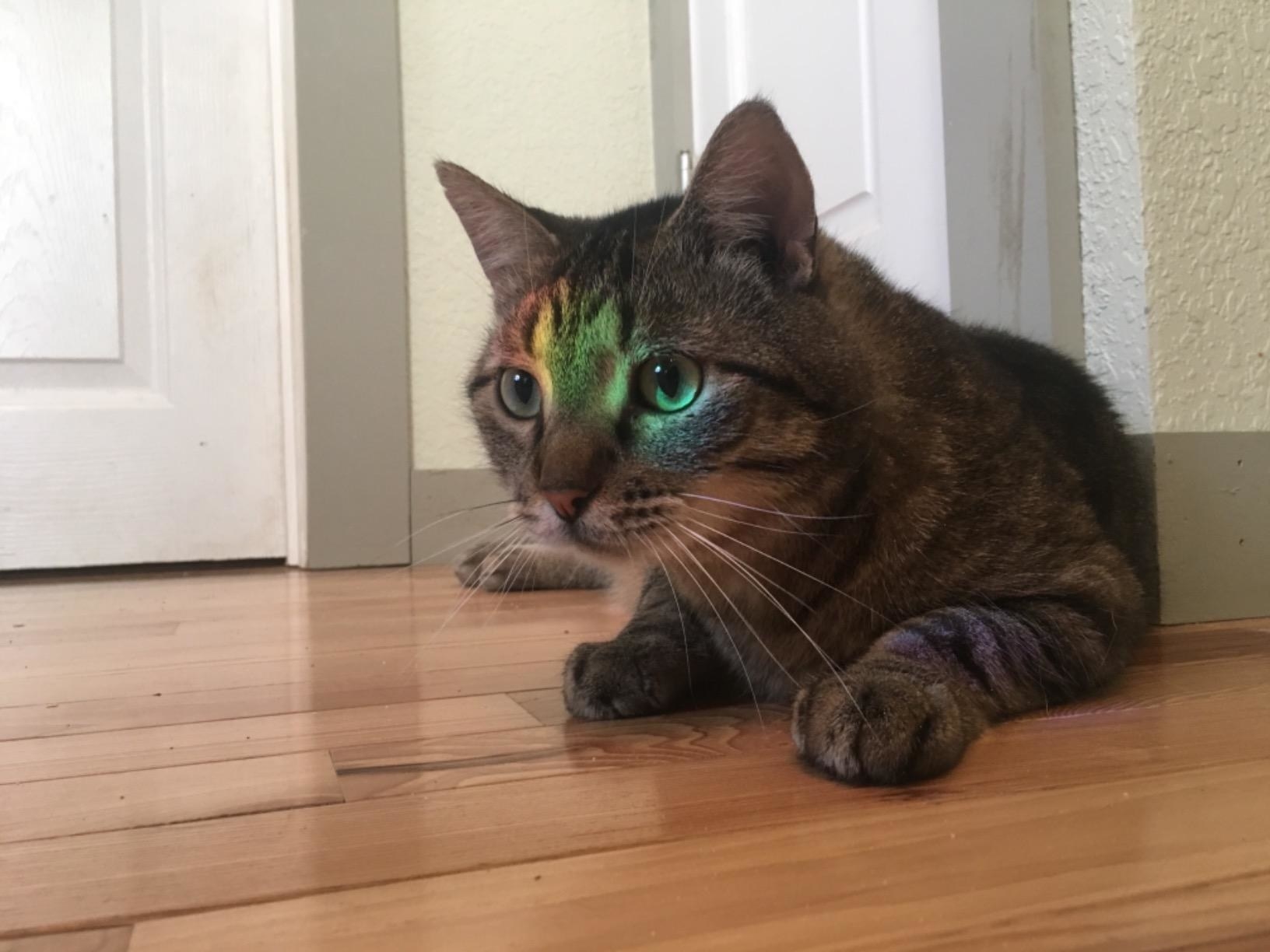 reviewer's cat with rainbow light reflection on their face