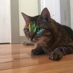 reviewer's cat with rainbow light reflection on their face