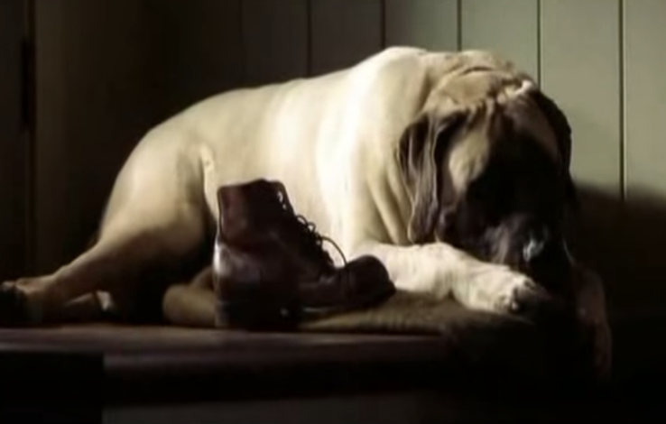 Dog lying next to an old ankle boot