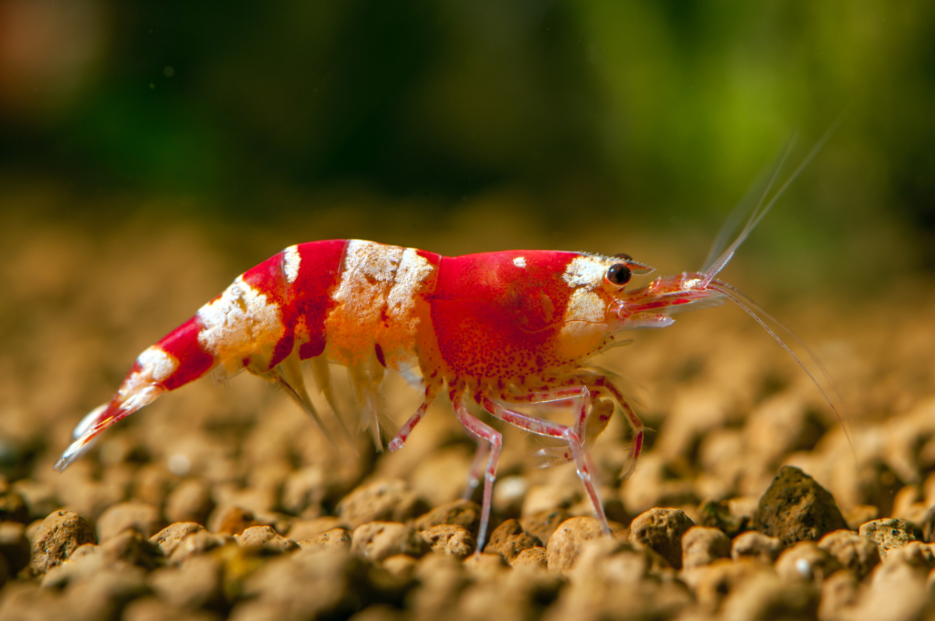 A red and white shrimp underwater