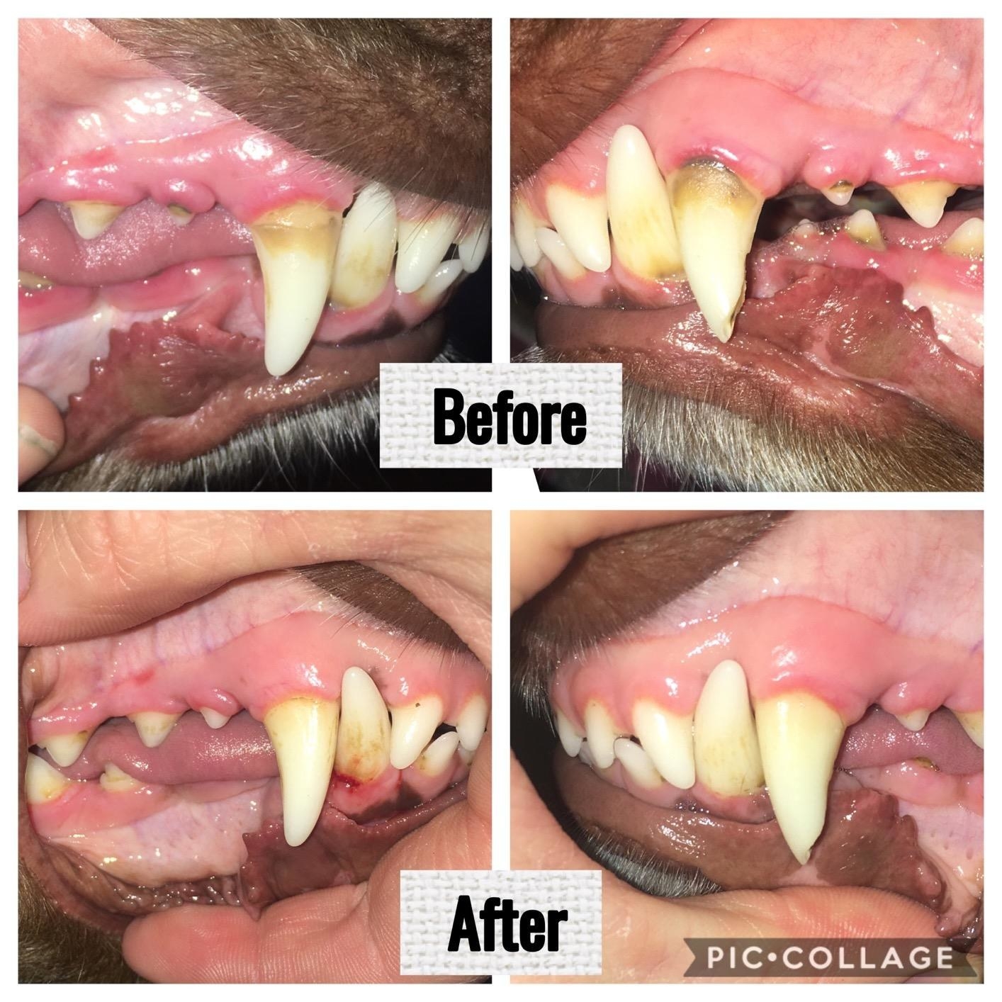 reviewer showing two before photos of dog&#x27;s teeth with tartar and two after photos showing them visibly whiter with less tartar