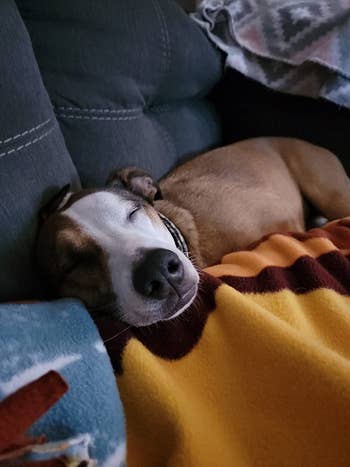 Reviewer's usually anxious canine peacefully resting aft taking immoderate calming bites