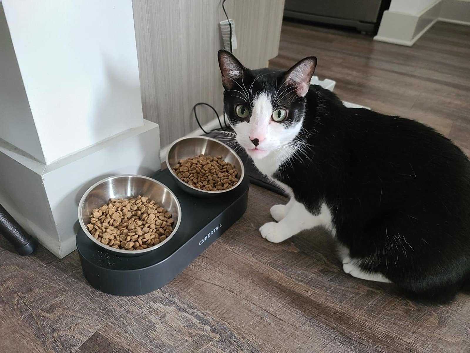 Reviewer's cat sitting in front of elevated food bowls filled with food