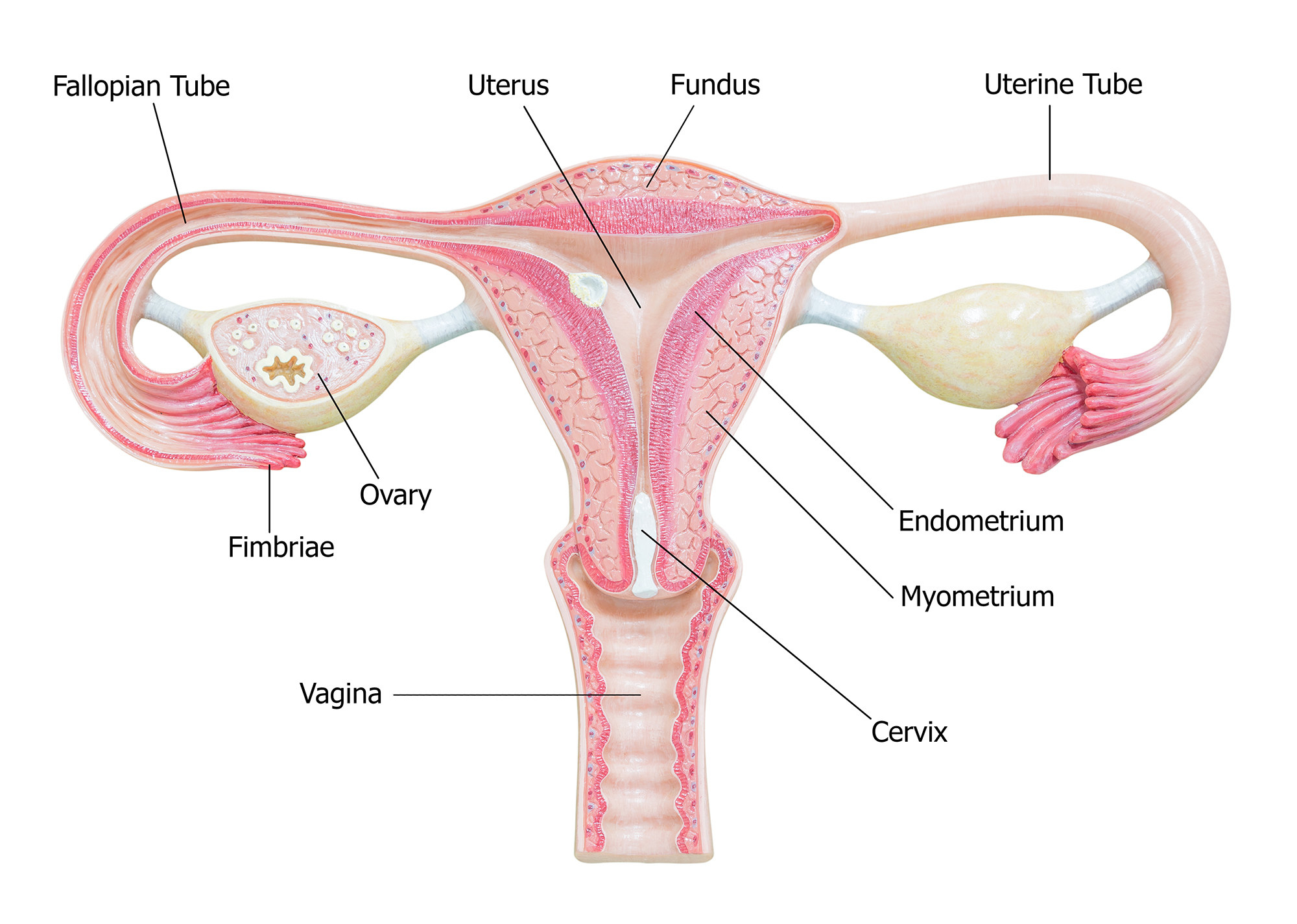 A diagram points out fallopian tube, ovary, uterine tube, uterus, cervix, endometrium, meyometrium, and vagina