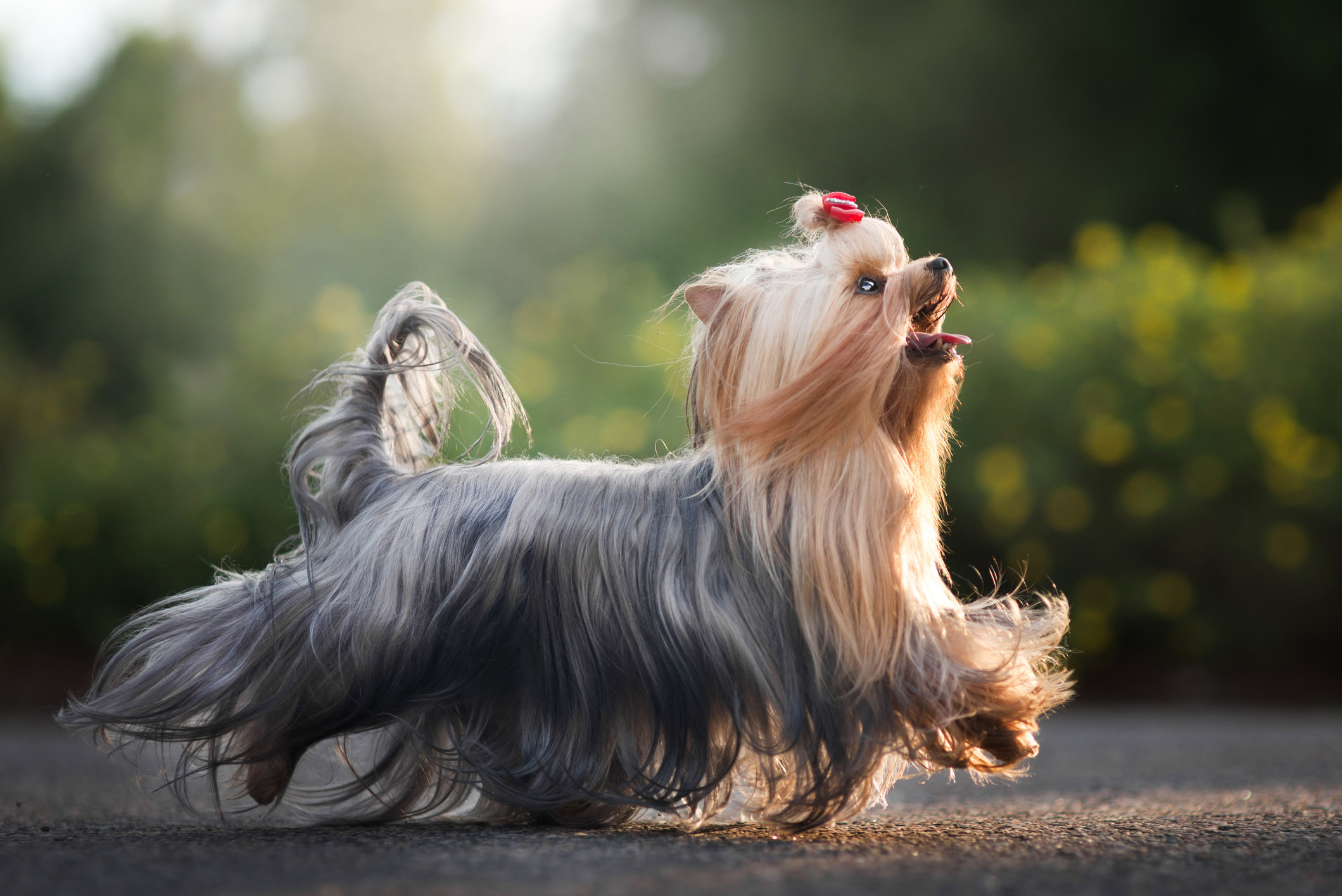 A long-haired Yorkshire Terrier strutting