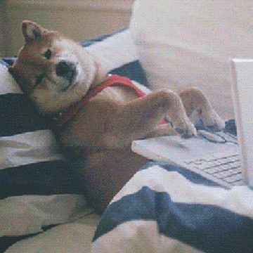 Dog typing on a laptop