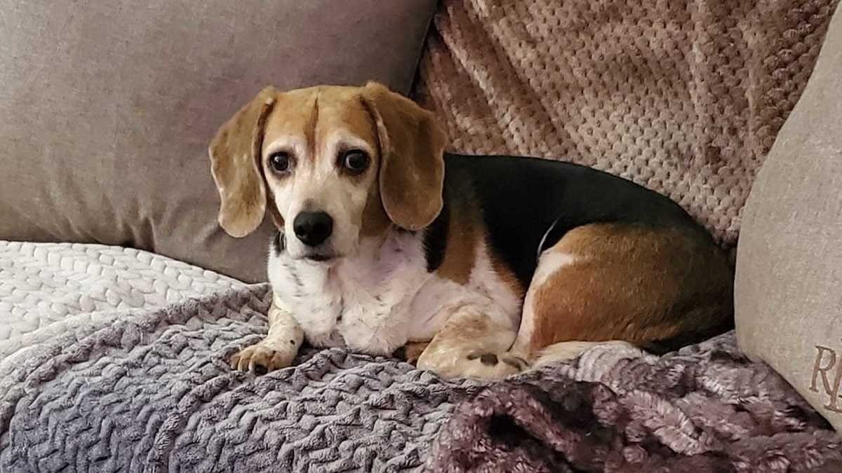 A Wichita, Kansas family's beagle named Roscoe went missing eight years ago, only to wind up being found over 1,000 miles away in a small town in Idaho.