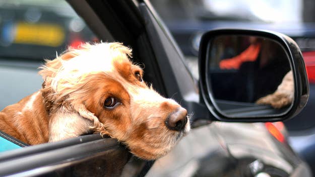 A new Florida bill filed by Sen. Lauren Book would make it illegal for dogs to stick their heads out of car windows while their owners are driving.