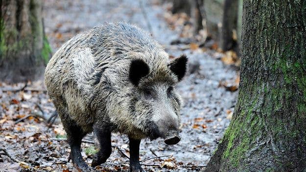 A new type of "super pig," a cross-breed between domestic pigs and wild boars has been threatening flora and fauna in northern states after emerging from Canada