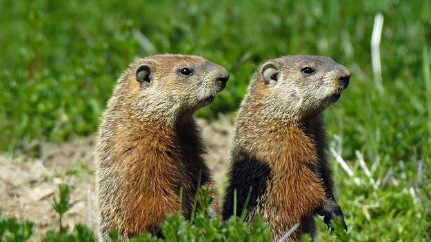 Fred la marmotte, the revered groundhog who usually predicts whether Quebec will see an early spring or not, died just before it was able to share its forecast.