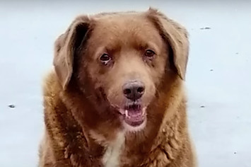 Dog is declared oldest in the world