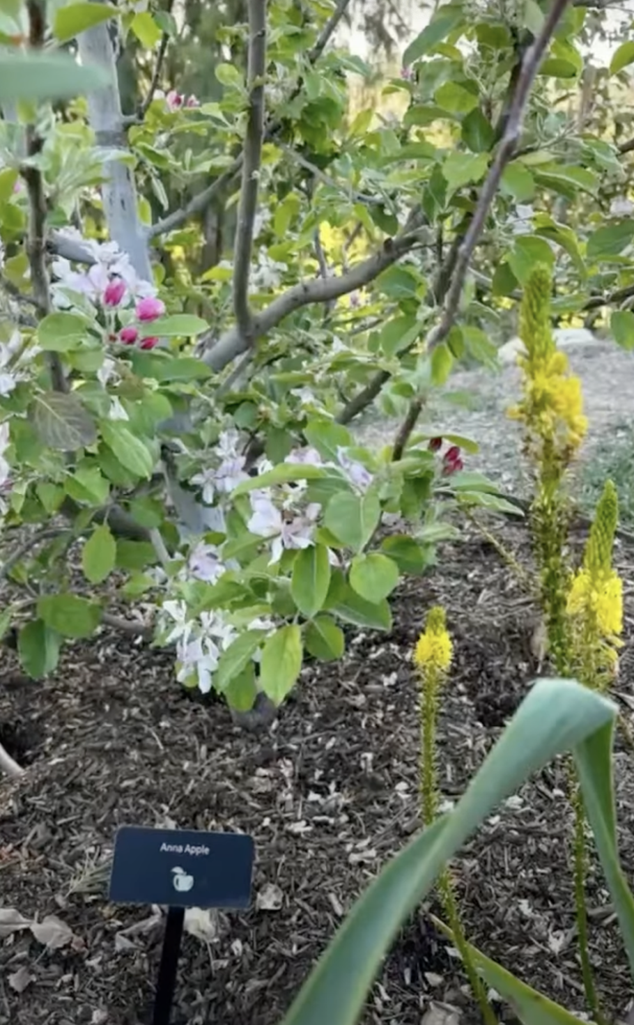 Close-up of plants including an Anna Apple as per the label