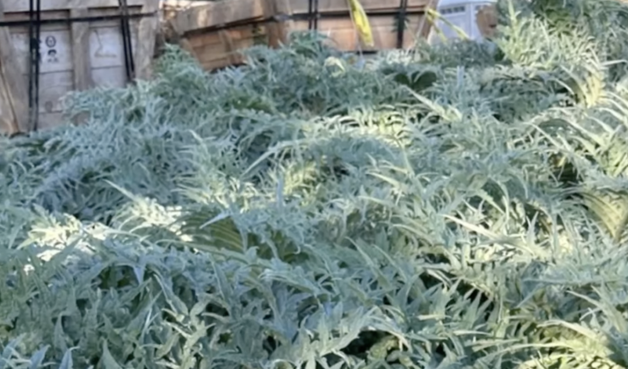 Close-up of artichoke plant