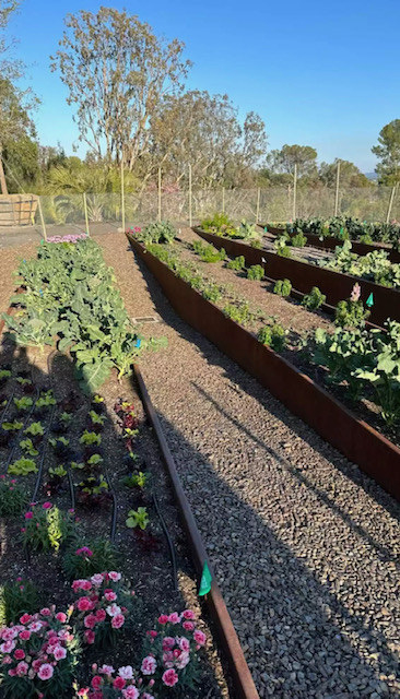 Rows of leafy greens growing