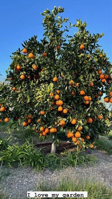 The orange tree with the caption &quot;I love my garden&quot;