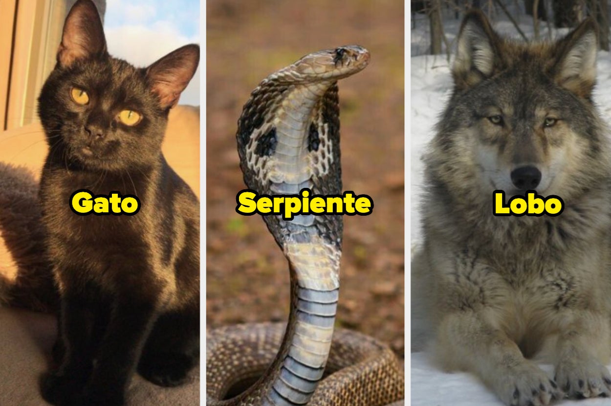 A Que Animal Te Pareces Segun Tu Personalidad www.buzzfeed.com