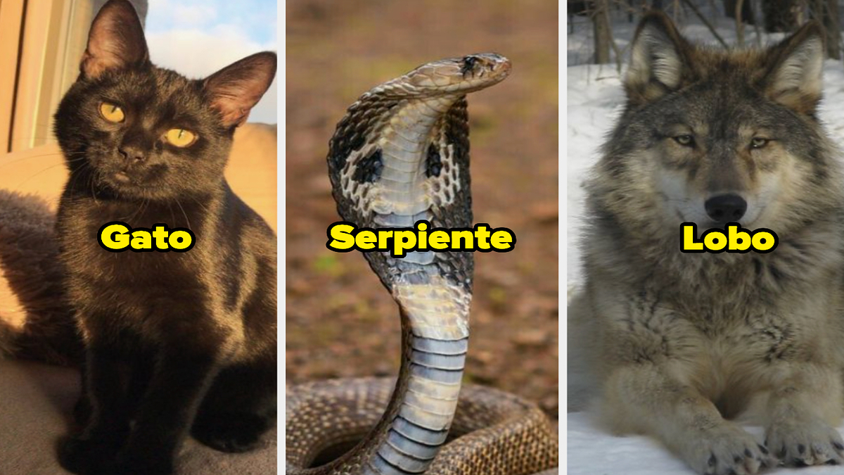 Qué animal eres según tu personalidad