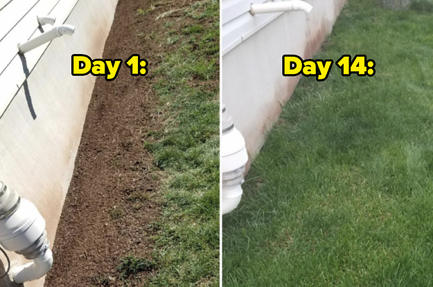 A reviewer's patchy lawn before using the product / A reviewer's lush lawn after using the product