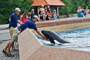 Marineland's Orca Kiska is fed in Friendship Cove