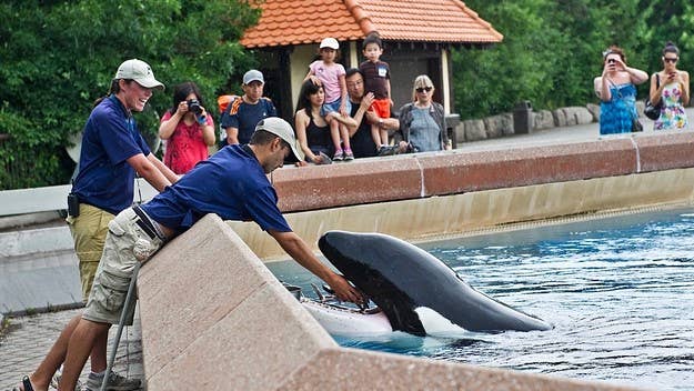 The orca was reportedly captured in 1979 at the age of 3, and has lived in solitary confinement since 2011. Marineland announced the death Friday.