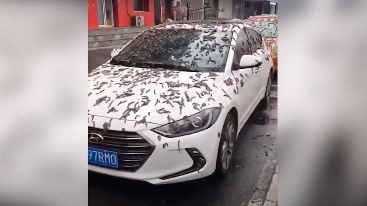 The newly posted video, which was filmed in China, appears to show a town street covered with worms. Experts and internet users have a few theories.