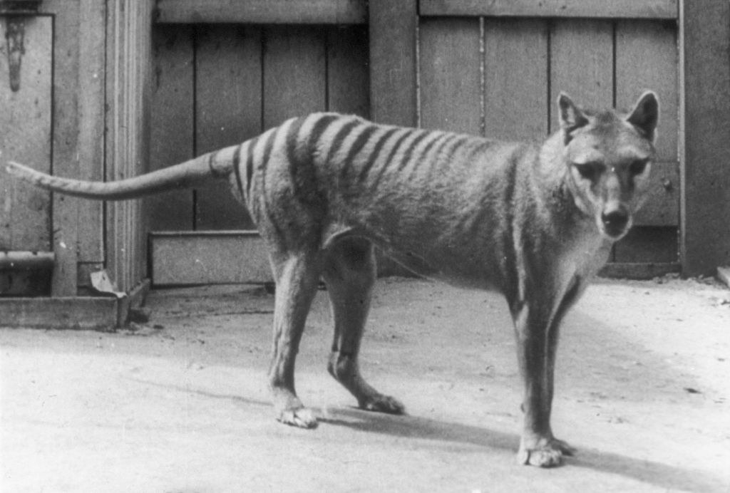 A medium-size animal with stripes on its hind parts
