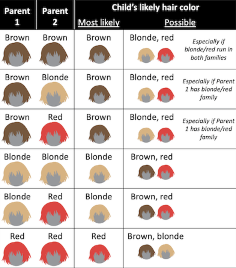 A chart showing the genetics behind hair color