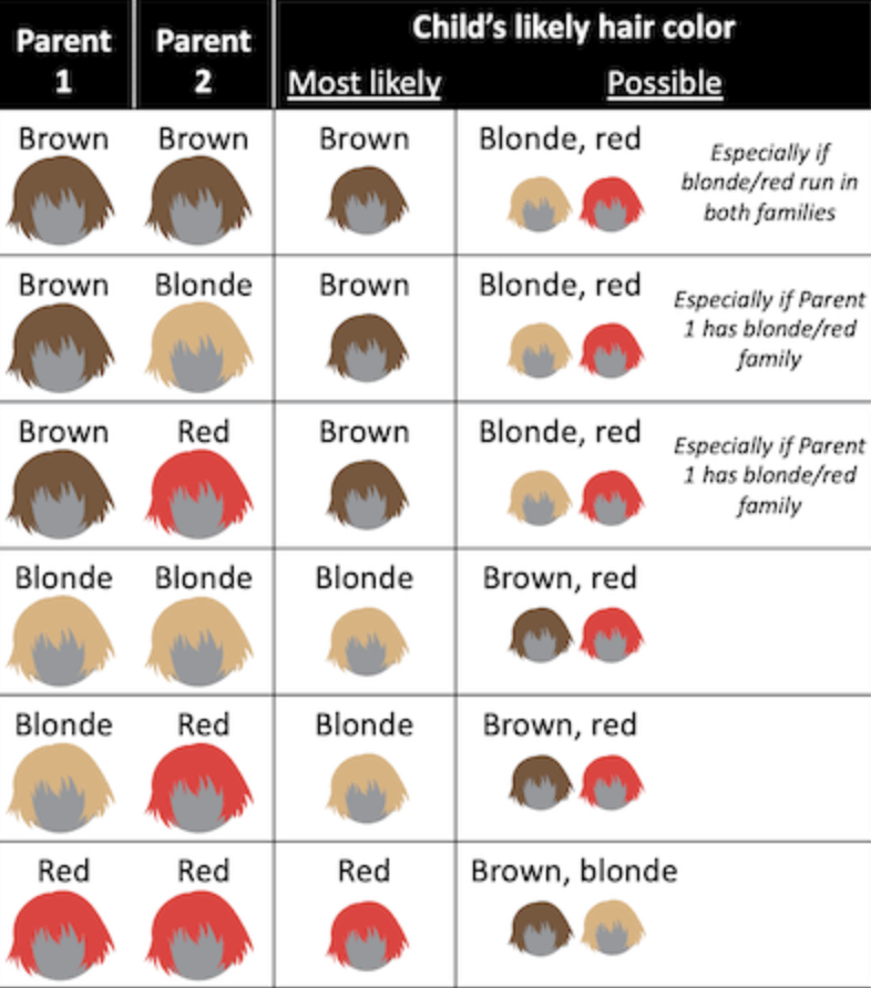 Цвет волос ребенок таблица. Генетика цвета волос. Генетика цвета волос у ребенка. Генотип цвета волос. Цвет волос таблица.