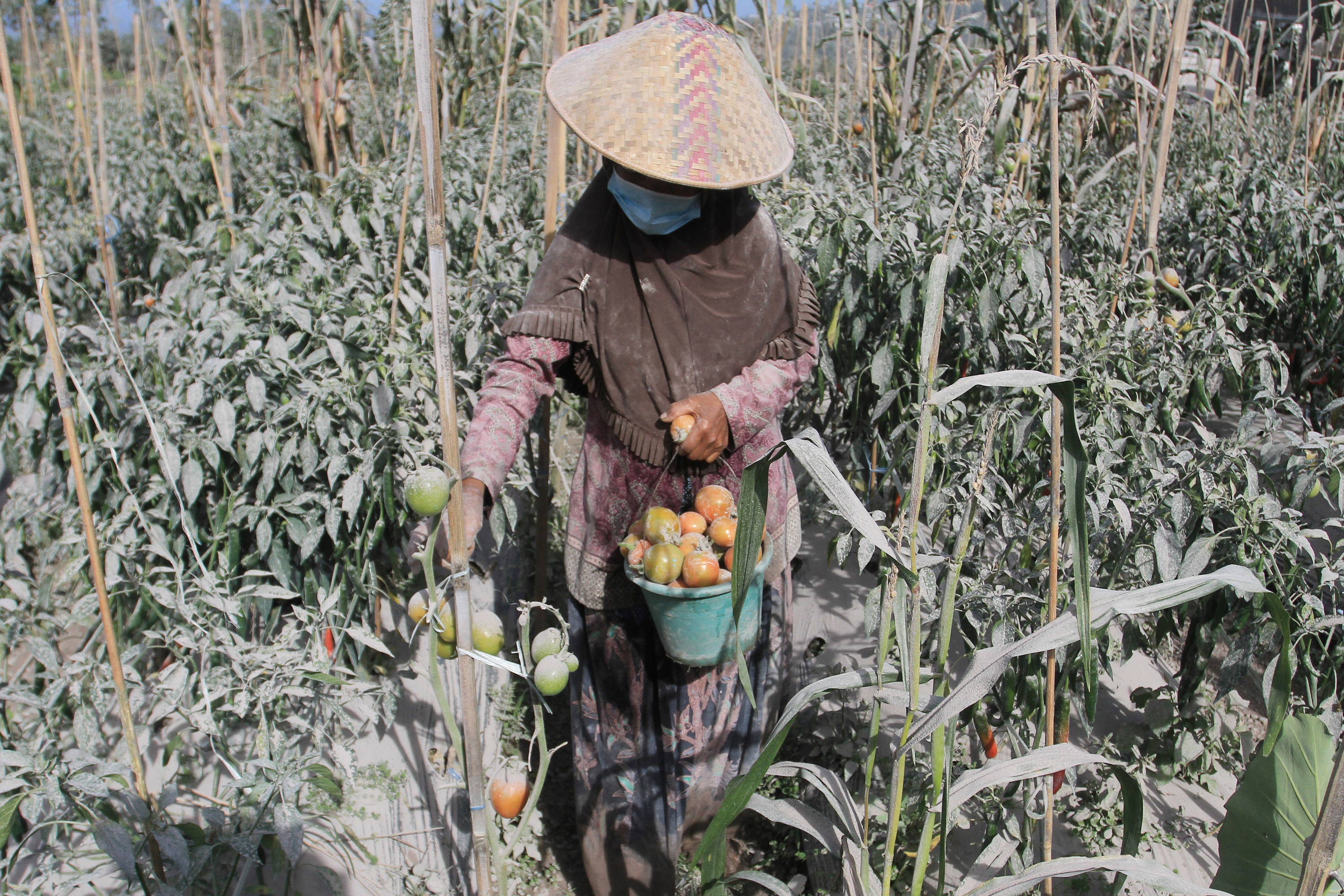 A farmer wearing a blue mask picks tomatoes that are covered in ash