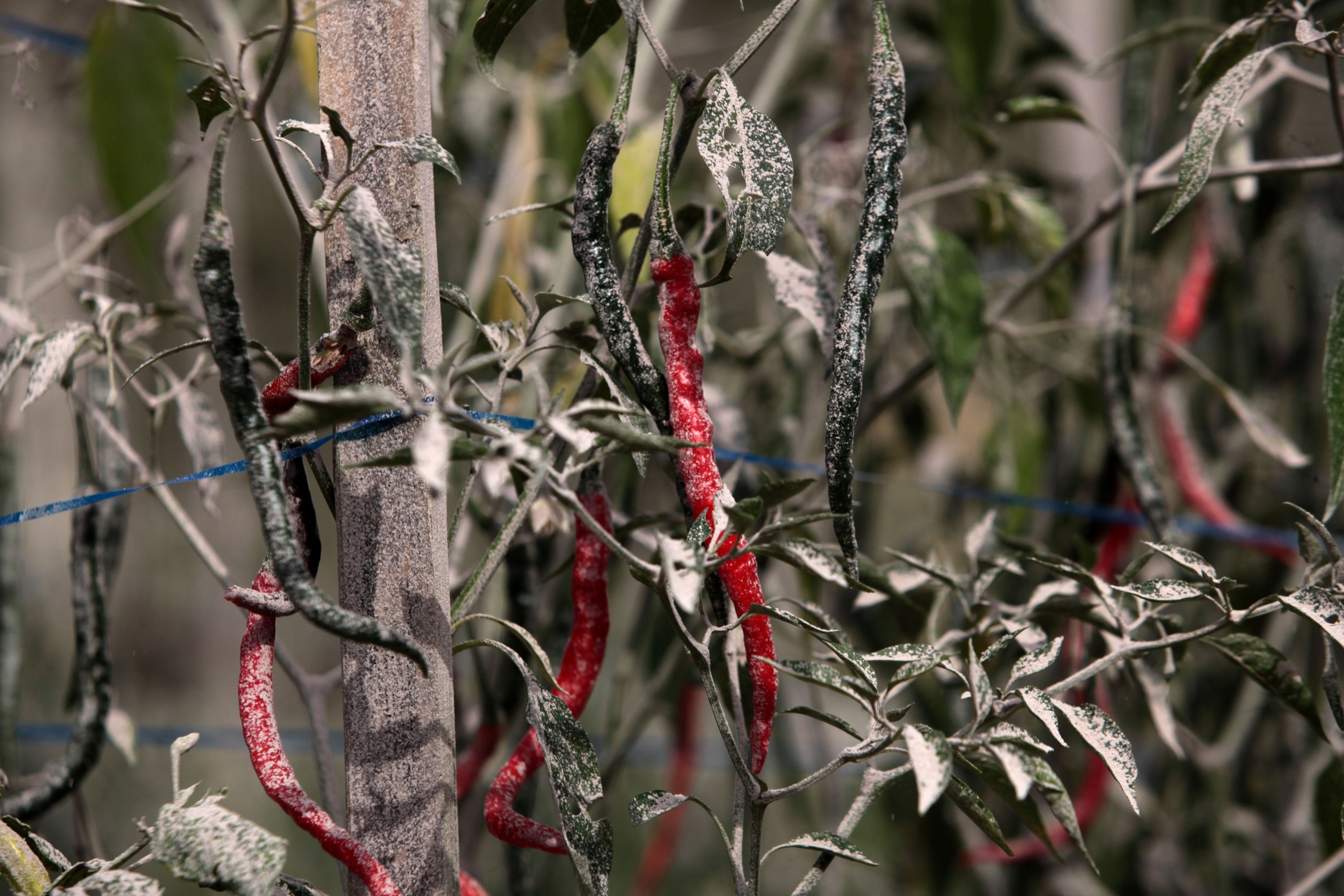 Bright red and dark green chilis are covered in ash as they grow from the vine