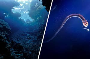 Split image of the ocean and a ribbon sawtail fish