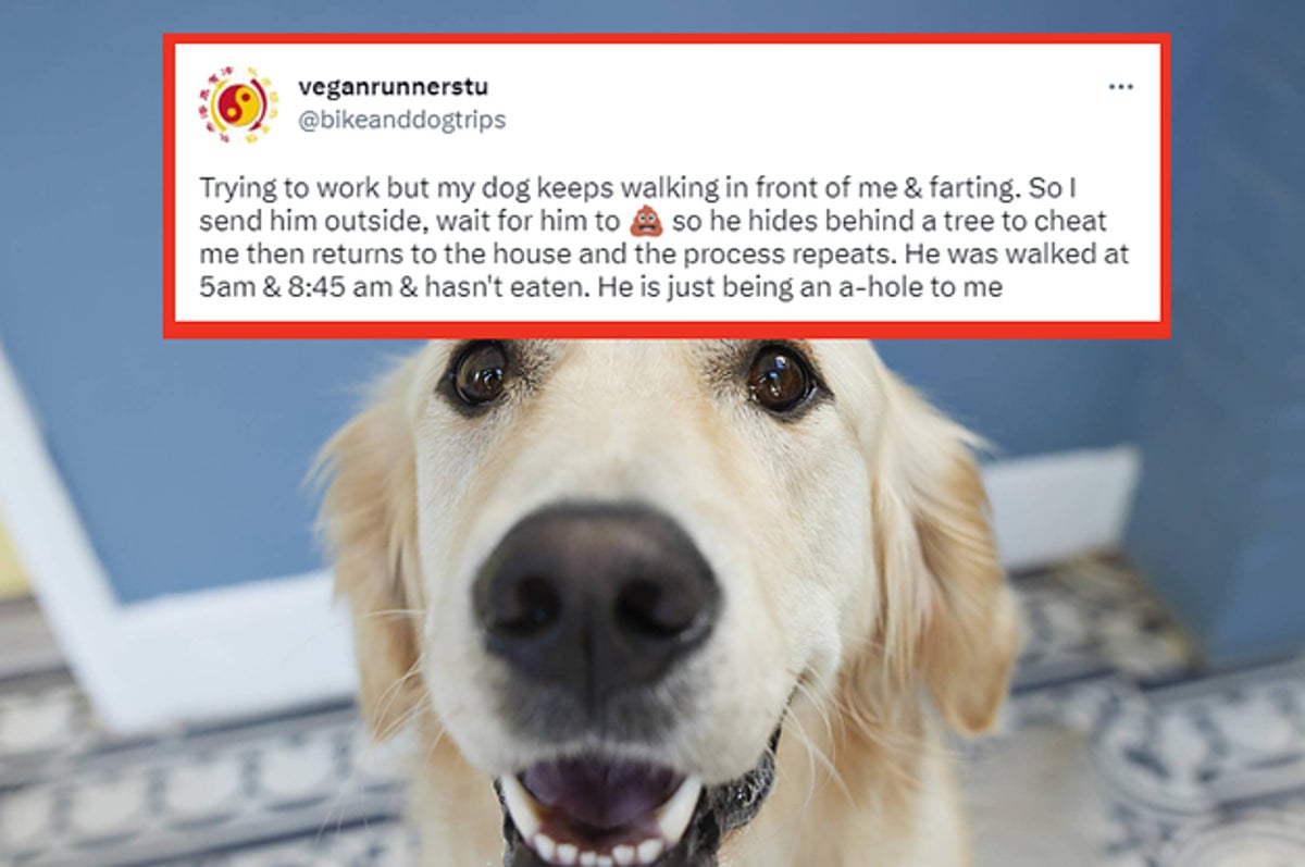 Stories from Our Pet Parents