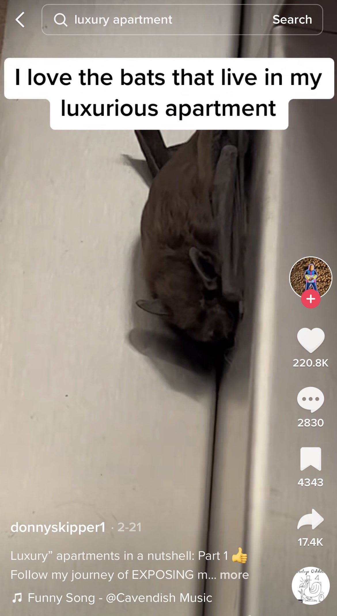 bat hanging in a corner while skipper says I love the bats that live in my luxurious apartment