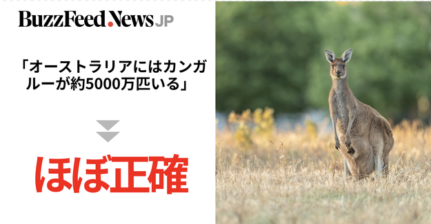 2021年 オーストラリアン・カンガルー ５枚セット 81zkiN0v8BS._AC_UF350,