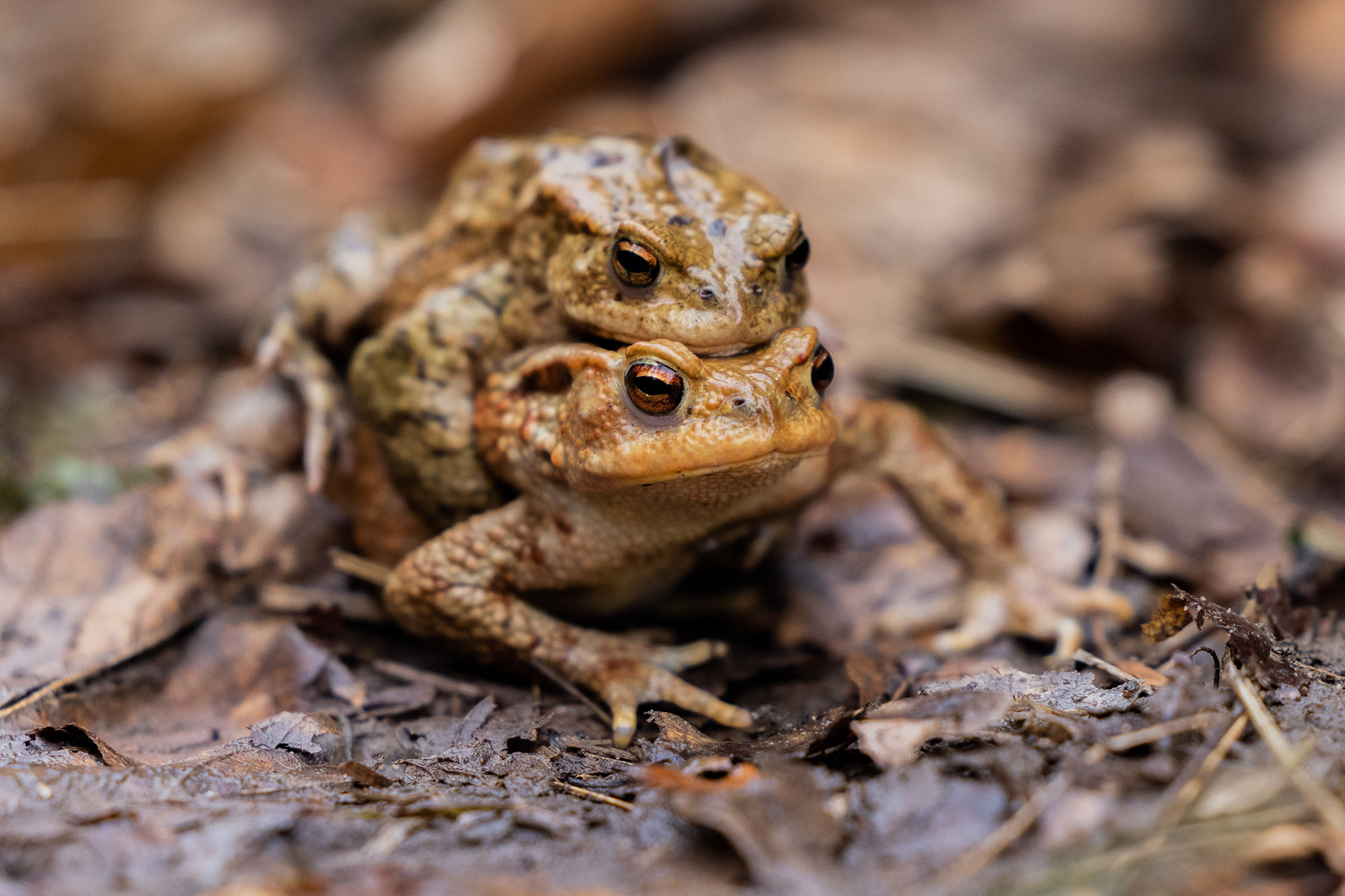 two toads humping on some dirt