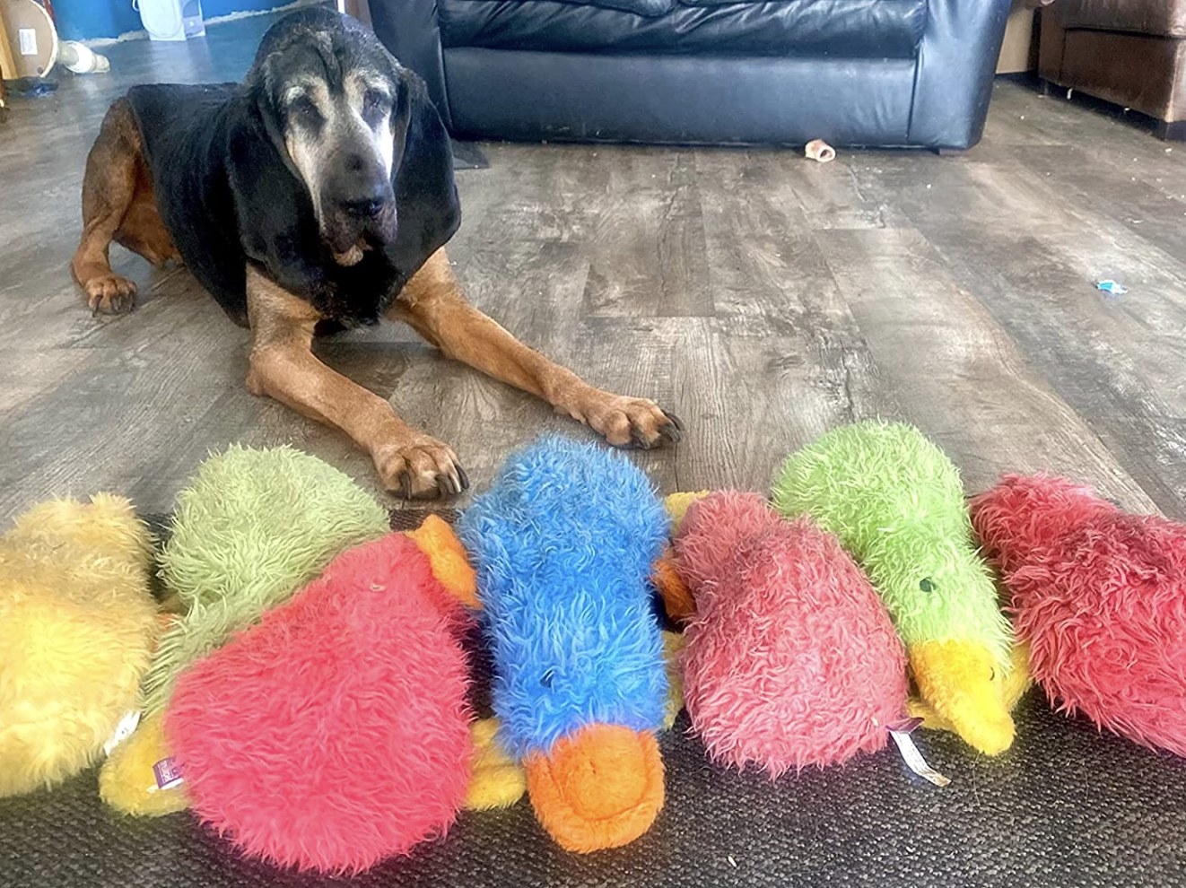 A bloodhound posing with seven of the platypus toys