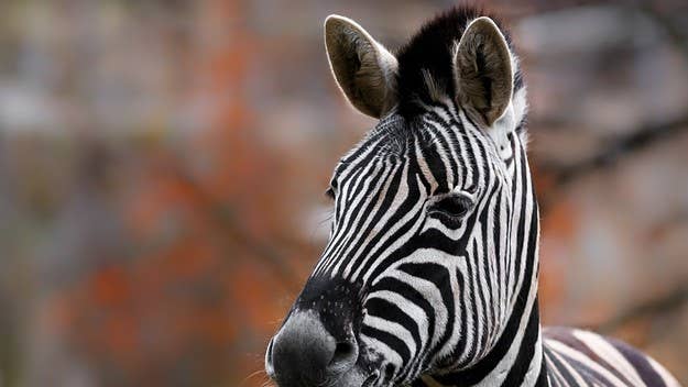 A large male Zebra living at an Ohio home was fatally shot by police after it started attacking its owner and charging at police in Circleville.