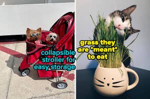 a reviewer's two dogs in the red stroller "collapsible stroller for easy storage" / reviewer's cat chewing on cat grass in a white mug "grass they are meant to eat"