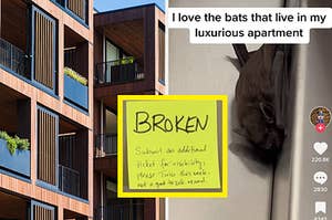 A luxury apartment; a live bat