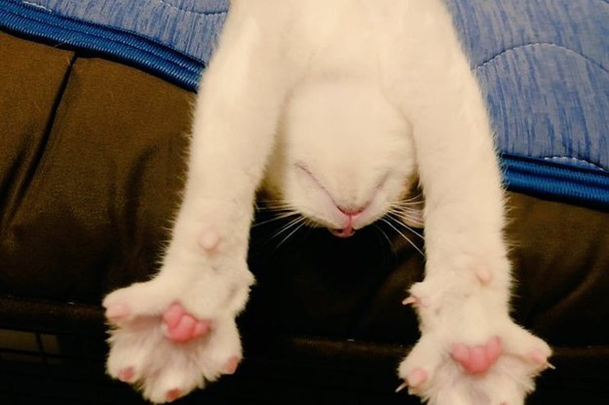 体操選手の偶然の猫 にゃんこ五輪があったら金メダルだね！？体操選手のように伸びて眠る猫の姿に「肉球の桜」咲く