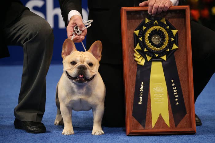 What Is The Biggest French Bulldog