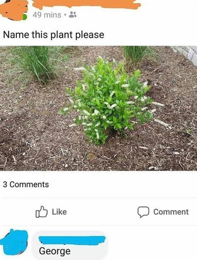 Someone says please name this plant, and someone responds with &quot;George&quot;