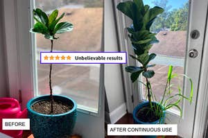 a struggling plant with only a few leaves, followed by an after photo of it looking healthier with way more leaves, and a 5-star review