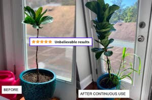 a struggling plant with only a few leaves, followed by an after photo of it looking healthier with way more leaves, and a 5-star review