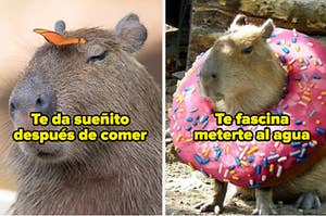 Test de personalidad capibara