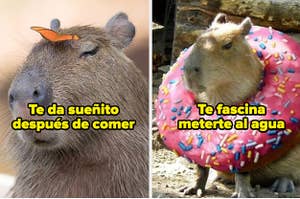 Test de personalidad capibara