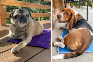 Pug laying on purple cooling mat outside, reviewer image of Basset Hound laying on blue cooling pad outside
