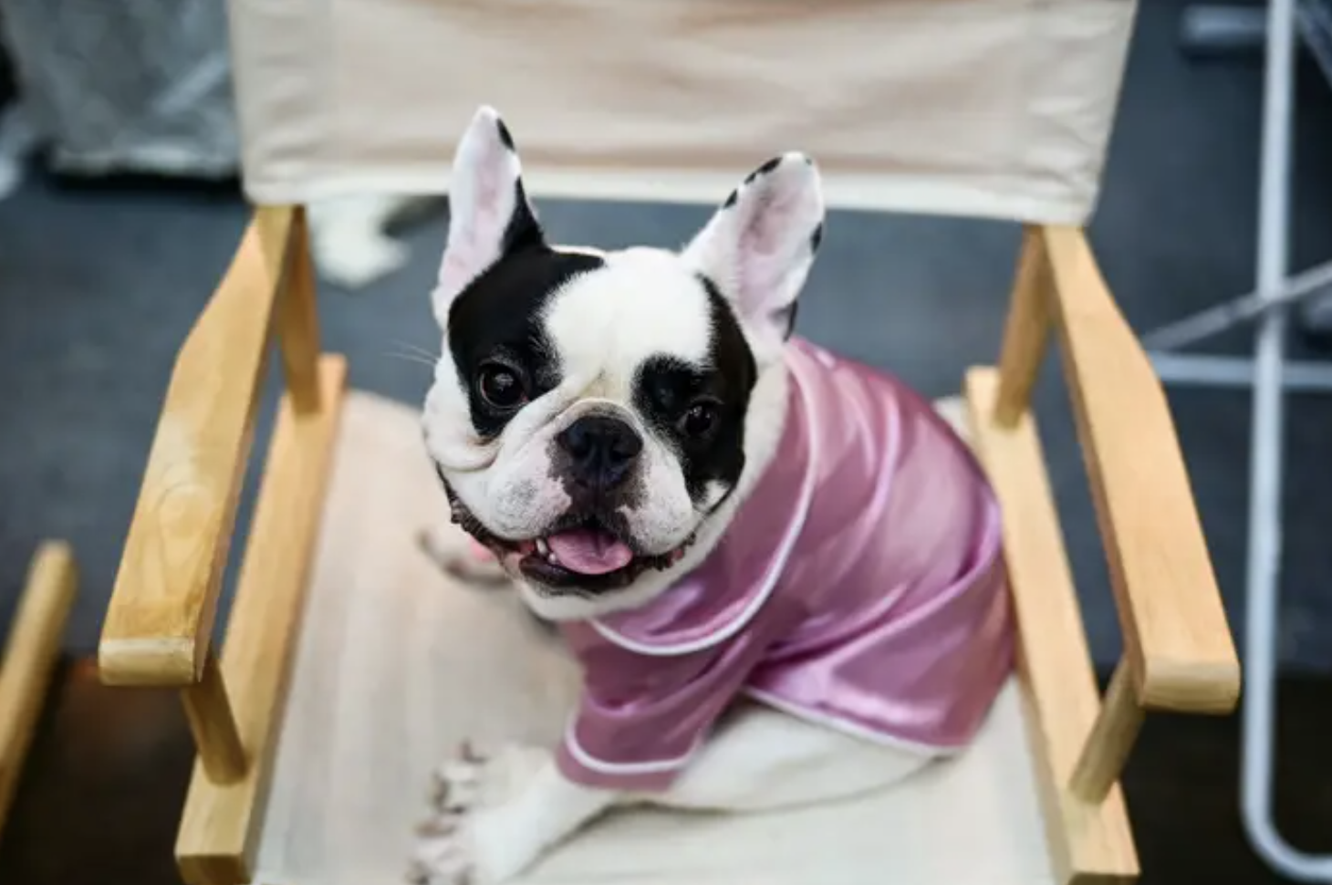 a bulldog in a metallic pink shirt sitting in a director&#x27;s chair